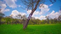 Spring Apple Orchard - stock footage Time Lapse