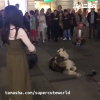 اجرای خیابانی با سگ هاسکی