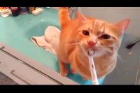 گربه و مسواک برقی