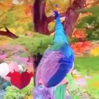 کلیپ صبح بخیر .برای وضعیت واتساپ .