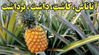 از صفرتا صد تولید و بسته بندی آناناس