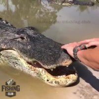 تمساح و اسپینر