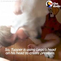 Boy With Autism Gets Dog Who Changes His Life | The Dodo