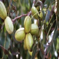 فروش درخت گردو خوشه ای اصلاح شده  09121270623