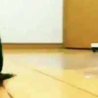 شیرین کاری طوطی