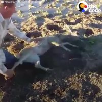 Guy Gives Deer Mouth To Mouth | The Dodo