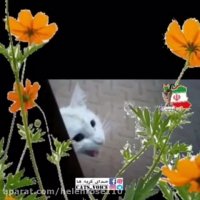 خدامنو ببین! این زندگى تقدیرمن نیست...... ‏