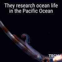 ماهی مرکب سمی