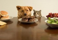 حیوانات شکمو و بامزه