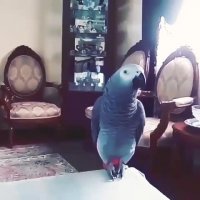 جواب دادن فارسی کاسکوی بامزه