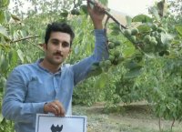 خرید و فروش نهال هلو