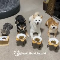 کلیپ خنده دار کوتاه کل کل سگ و گربه ای