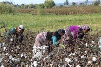 گلایه کشاورزان از قیمت پایین پنبه