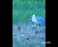 پرنده‌ای که خرگوش شکار می‌کند