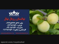 نهال آلو 09141811520
