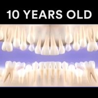 ترتیب رویش دندان