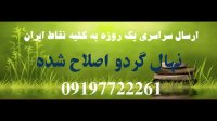 فروش نهال گردوی چندلر اصلاح شده 09211600395