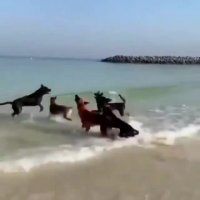 سرگرمی سگ‌ها با یک بادکنک