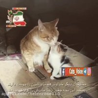 حیوانات هم مادرشان را دوست دارند