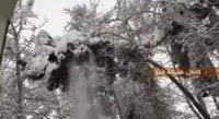 شکستن تنه درخت بر اثر بارش برف(مسئولان هم متأسف میشن و...)