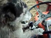 سگ های باهوش