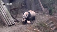 پاندای بامزه 【Panda Theme】Baby Pandas Got Special Transport-Mommy's Mouth Express | iPanda