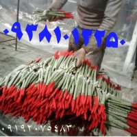 *چسبمخمل*پودر مخمل*مخملپاش09362420851