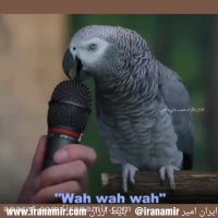 این‌ طوطی رو دیدین !؟