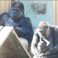 جواد خواجوی - به فکر‌ معیشت میمون ها باشیم