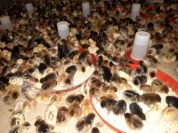 جوجه گلپایگانی