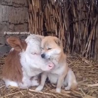 جواد خواجوی - منم هاپ هاپ نمی کنم