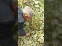 انگور حسینیارقام نهال انگور09144811631