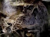 Bamboo 24hr Time Lapse Growth