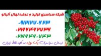 نهال آلبالو  09197722218 – خرید نهال البالو – فروش نهال البالو – قیمت نهال البالو