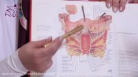 آناتومی دستگاه تناسلی زنان