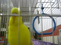 مرغ عشق سخنگو