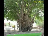 درخت انجیر معاید جزیره قشم