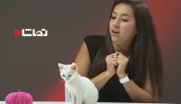 از گربه‌ها متنفرید؟ با اونها روبرو بشید