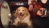 نوازندگی به همراه سگ هنرمند