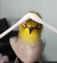 شونه کردن موهای پرنده