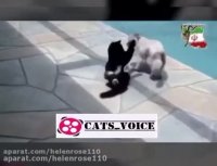 چرا گربه ها بهتر از سگهان