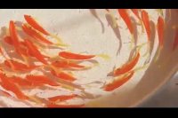 نقاشی در هفت روز