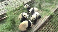 Pandas getting into an "argument"