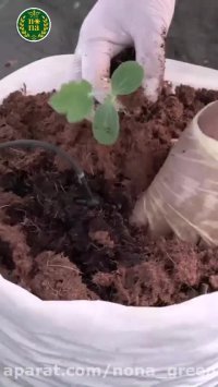 سلامت گیاهان و گیاهان سالم با دانش کشاورزی