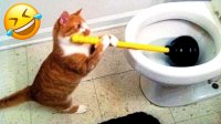 کلیپ طنز و بامزه از گربه ها