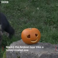 جشن هالوین در باغ وحش چستر انگلیس