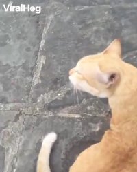 کلیپ گربه بامزه