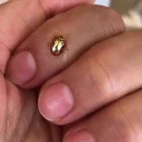 صحنه ای خیره کننده از " کفشدوزک "