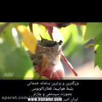 ببینید این پرنده کوچولو کجا لونه کرده و تخم گذاشته