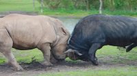 حیوانات نبرد بسیاردیدنی - مهیج کرگدن با بوفالو - نبرد برای بقا